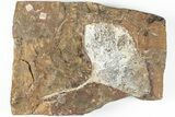 3.6" Fossil Ginkgo Leaf From North Dakota - Paleocene - #201236-1